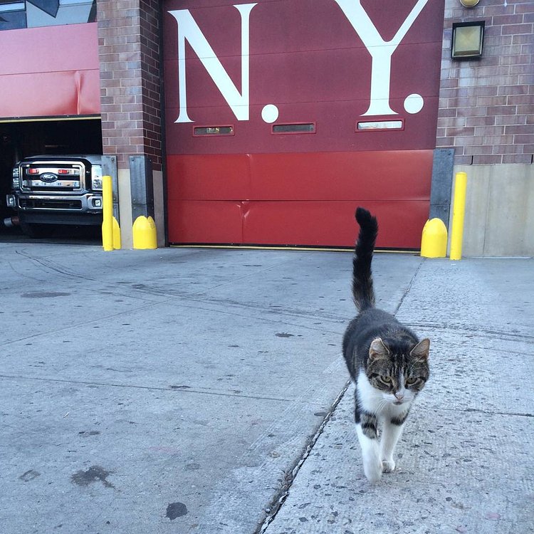 No wait , don't go. Someone needs to stay here and feed me snacks. #station57 #workingcats #stationcat #cats #kitty #catsatworknyc #catsofinstagram #snacks