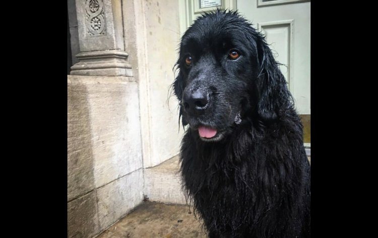 Stoop sittin', rainy day edition