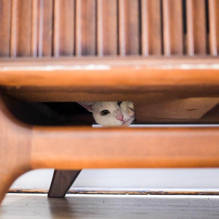 “I’m kind of an introvert, but I don’t consider myself antisocial. I like to have a good time. It’s just that my idea of having a good time is watching other people have a good time. And preferably from somewhere they can’t really see me.” - Boo, Astoria