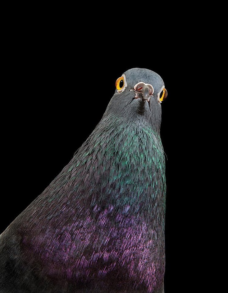 The New York Pigeon: Behind the Feathers