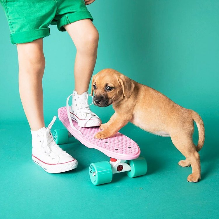 “Me and my boo and my boo boo riding into Humans’s Best Friend! 🐾 Can’t wait to play with all the fine rescue pups in the West Village!” #humansbf 📸: @rescuecity