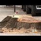 CBS2 Exclusive: Tensions Flare As Workers Cut Down Tree