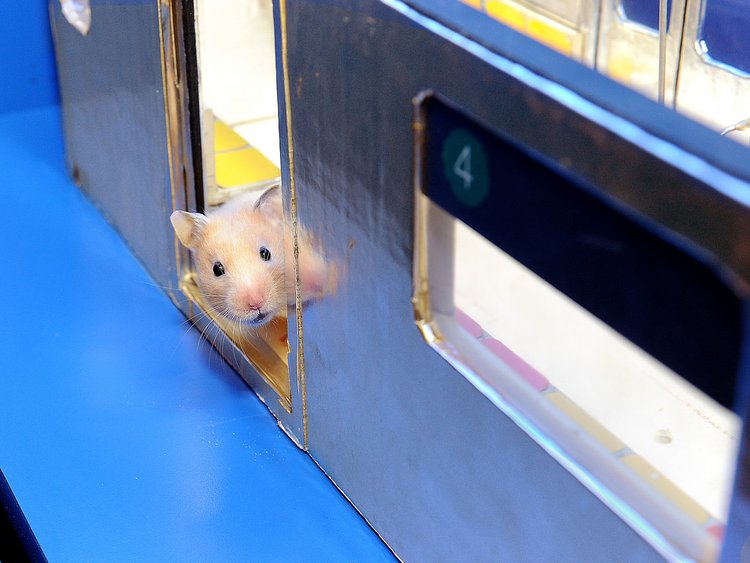 Edie's Big Adventure 03 | "Wait, this isn't my stop."
Edie rides the model subway. Fall 2009.

Follow me on <a href="https://www.facebook.com/jellomoldmistress" rel="noreferrer nofollow">Facebook</a>, visit my blog <a href="http://jellomoldmistress.com/" rel="noreferrer nofollow">The Jello Mold Mistress of Brooklyn</a>