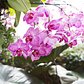 Orchids are unlike any other plant. “There are orchids that attach themselves to tree branches,” said Hachadourian. “The idea that an orchid is so difficult and delicate, but really can hang off the branches in the tropics and bloom makes them seem like they’re extreme plants.”