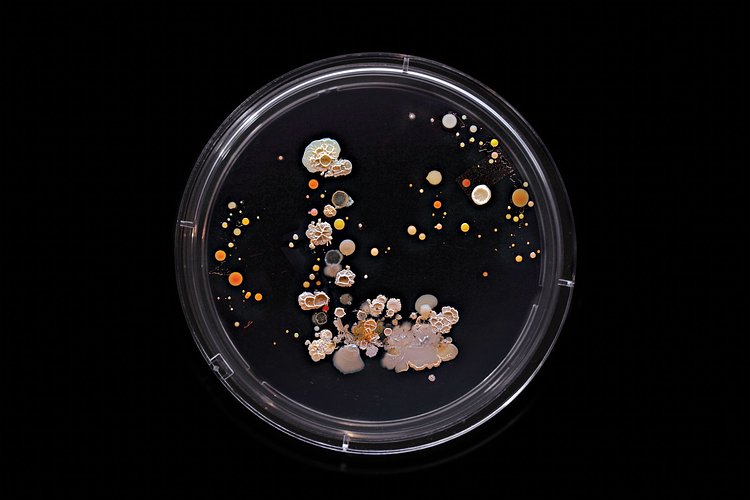 L Train: Contains E. coli, Proteus mirabilis, Micrococcus luteus, Bacillus subtilis, Serratia marcescens