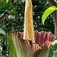 2019 Corpse Flower Timelapse