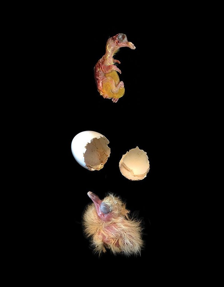 The New York Pigeon: Behind the Feathers