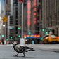 Pigeon, Midtown, Manhattan