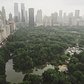 New York Jungle

Seen from @thepierreny