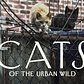 Cats of the Urban Wild