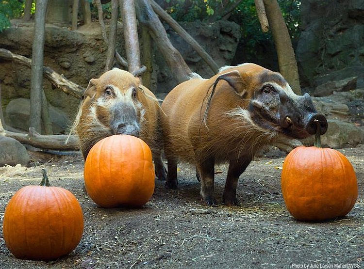 True or false: the best part of #Halloween is sharing treats with your friends? http://t.co/YZYUWPkayY