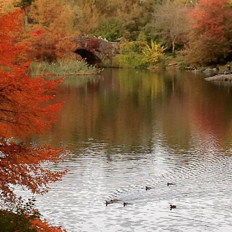 Central Park Lake
