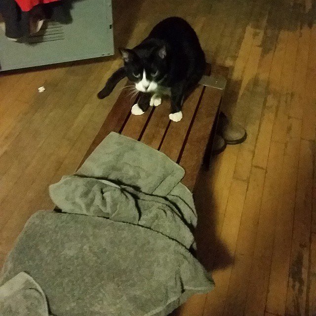 Just got out of the meower. Ready for some friday night meowadness. #cleankitty #fridaynight #getdownandboogie