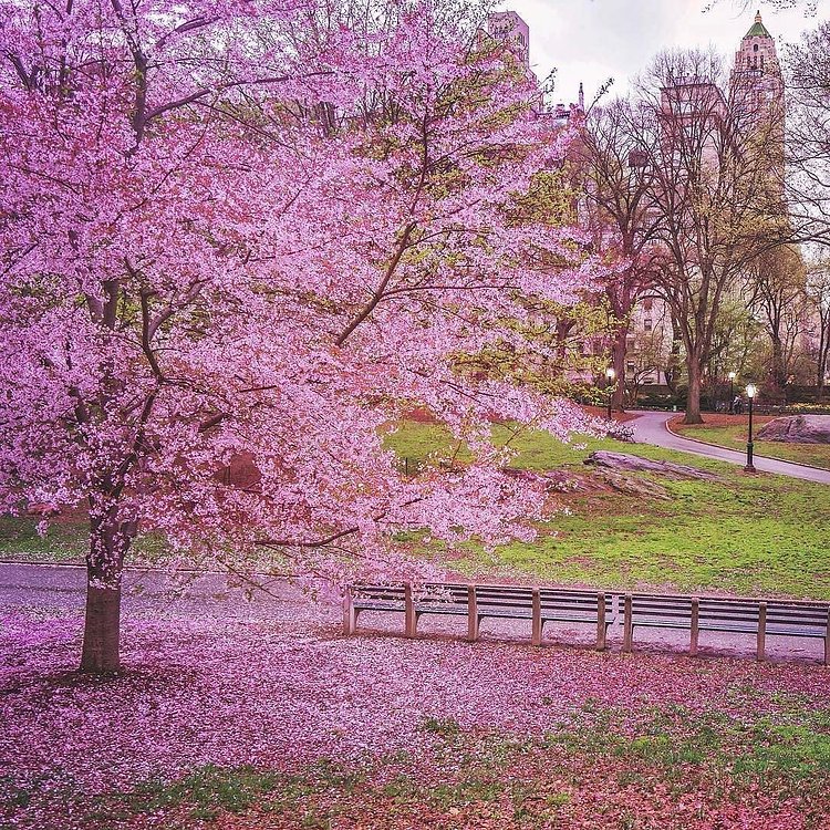 Photo via @travelinglens 
Central Park
#viewingnyc