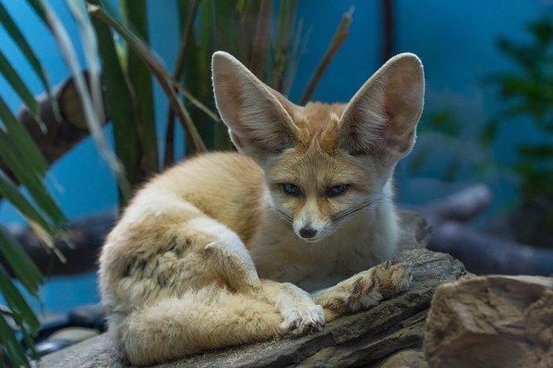 One of two of the male fennec foxes that debuted this week at the Prospect Park Zoo in Brooklyn.