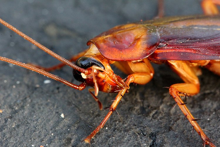 Cockroach
