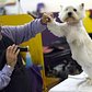 A West Highland White Terrier in the benching area in the second day of competition at the Westminster show, February 17, 2015.