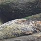 Seals Making A Comeback In NYC Waters