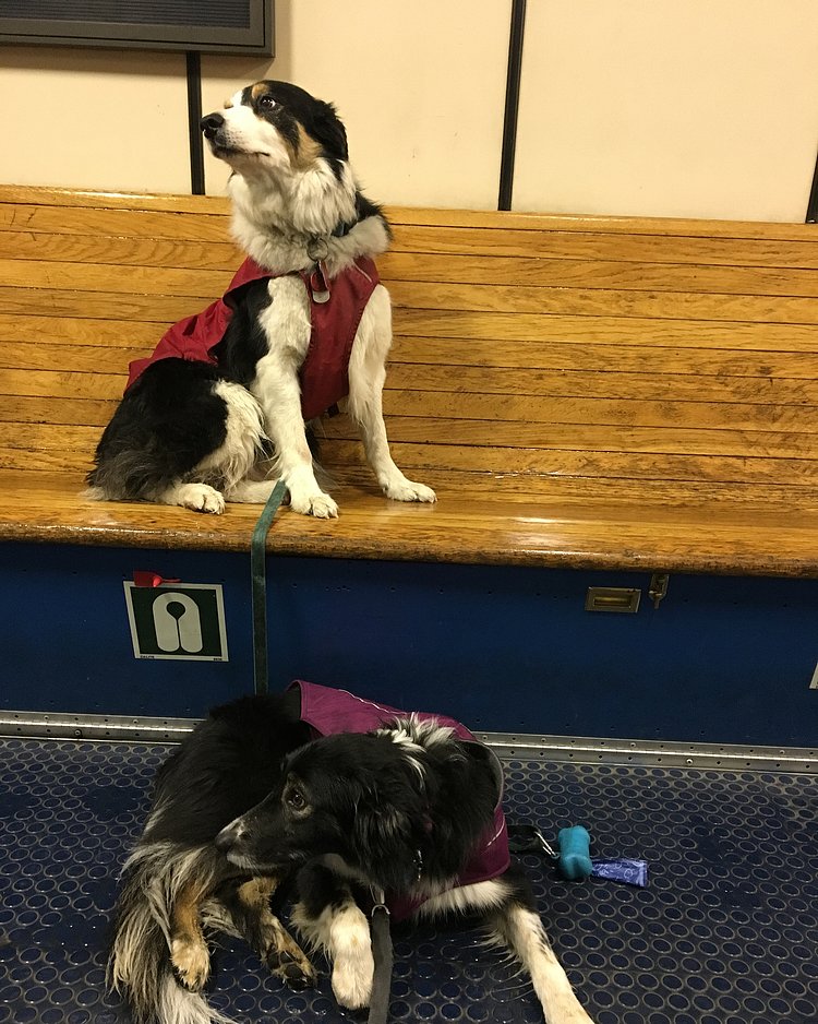 Working doggos at end of day. @mjbklyn