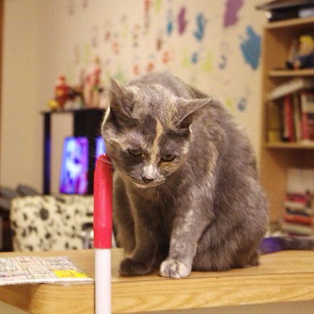 "I’d look at you, but I’m kind of upset right now.”
“Why?”
“I just knocked a glass off the table.”
“That’s why you’re upset?”
“No, I’m upset because it didn’t break.”
- Gary, Queens

#felinesofnewyork #felinesofinstagram #humansofnewyork