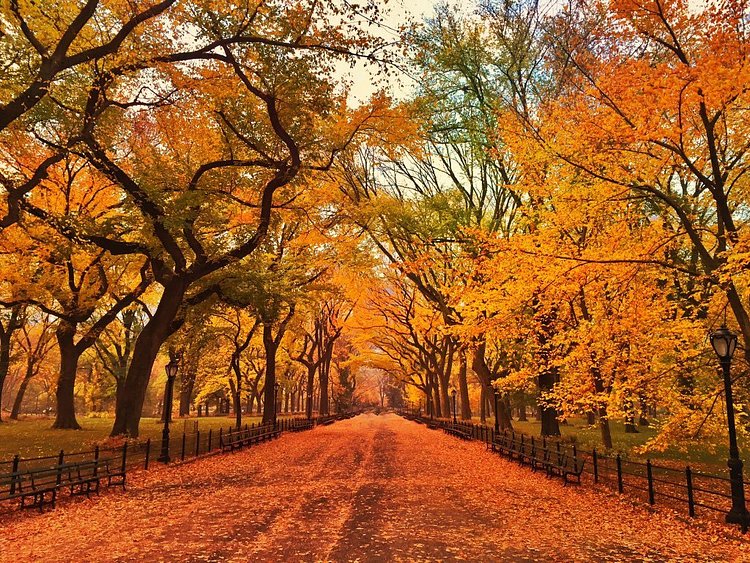 Fall in Central Park's mall #NYC https://t.co/qwGPRF9ba4