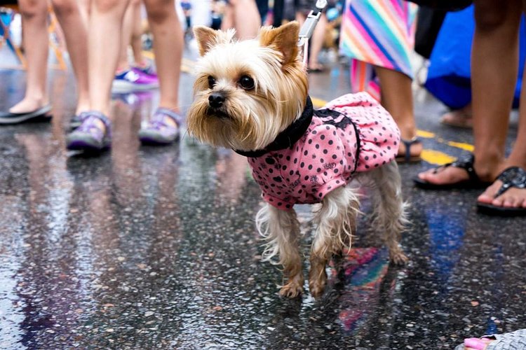 A classic polka dot dress will always turn heads.
