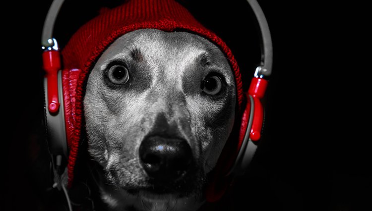 Headphone dog