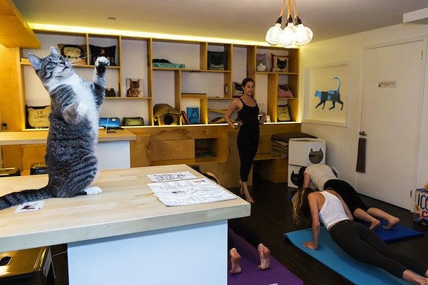 NYC’s Only Cat Cafe Unleashes Kitty Yoga Classes
