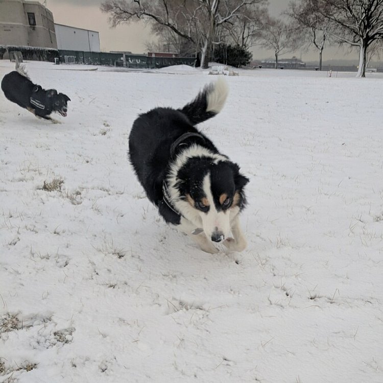 Maxie with Quinn in pursuit. Swipe for the closeups. Maxie is not amused! @mollie_ann23