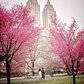 Central Park, Manhattan