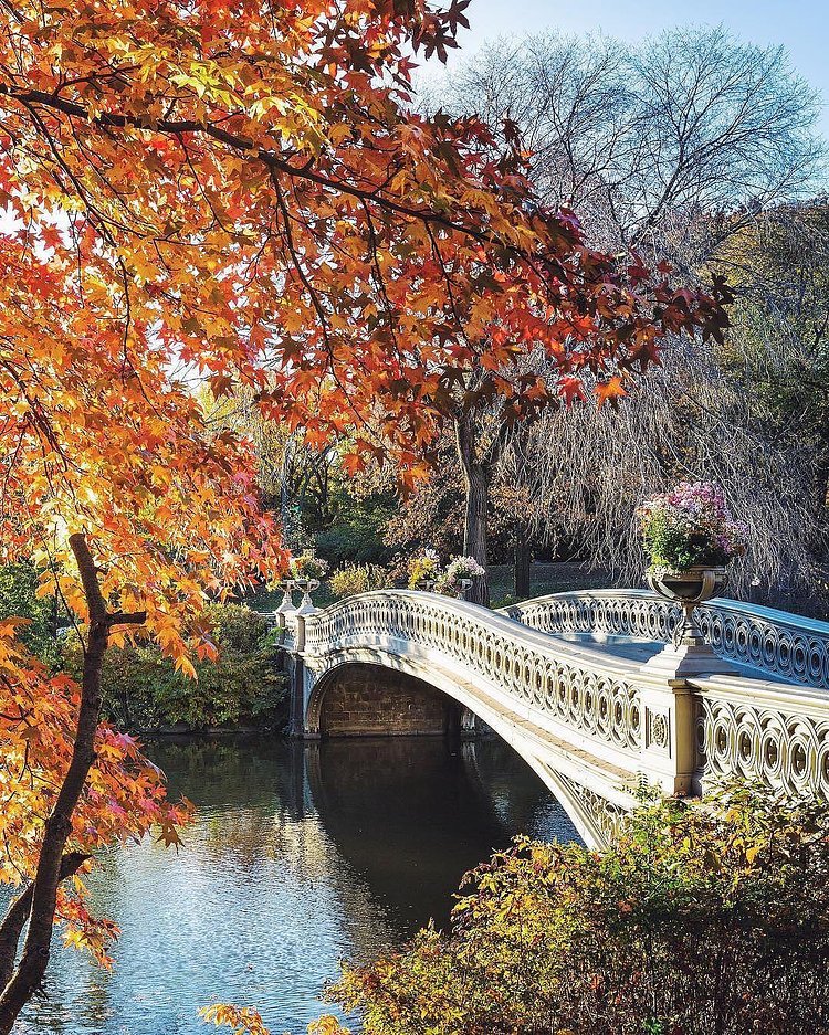 #TravelerInNewYork by @gmp3 where it's so pumpkin spice inspired that you can almost smell it!