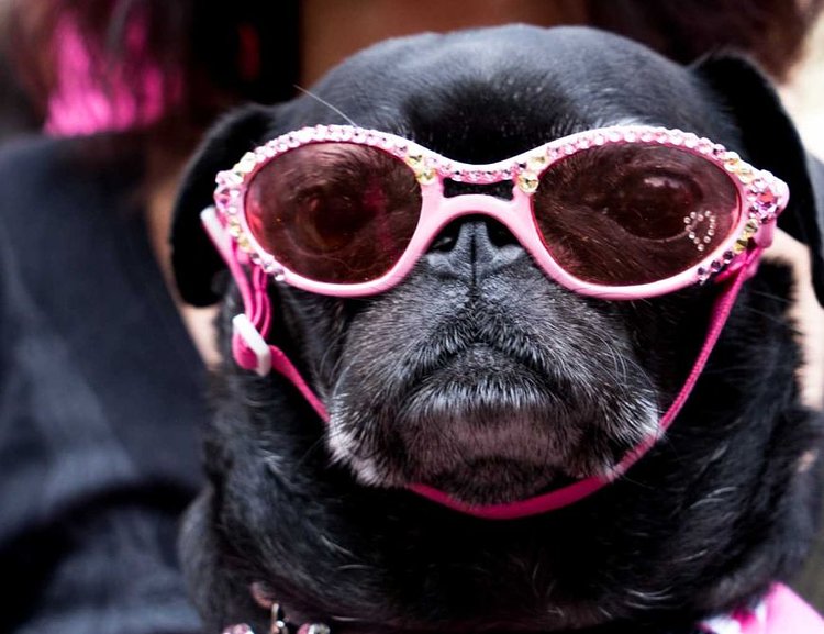 Floppy ears and a short snout can't stop these stylish shades.