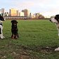 Meet The Working Dogs of Governors Island