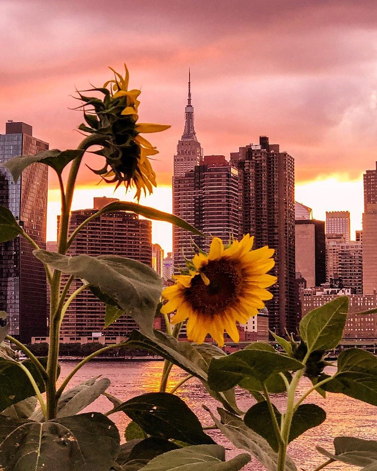 Sunset Over Manhattan From Hunter's Point Park