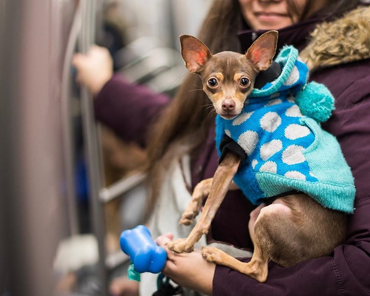 Cyrus, Chihuahua (1 y/o), Q Train, Brooklyn, NY • "We just moved here from Hawaii and he seems to love orange toys."