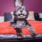 Inside New York’s Luxury Hotel - For Dogs