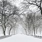 The Mall in Central Park, Manhattan