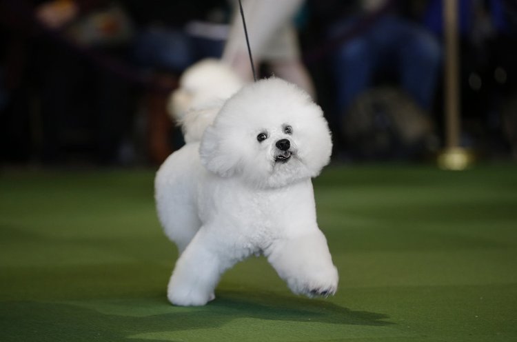A Bichon Frise is walked in the ring during competition in the Non-Sporting Group at the Westminster show, February 16, 2015.
