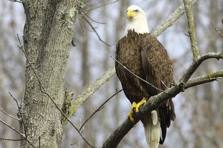 Recent photo of one of the bald eagles nesting in Staten Island