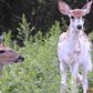 White Fawn Born in New York City Brings Hope to the Community | National Geographic