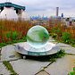 Crystal Ball, Kingsland Wildflower, Brooklyn
