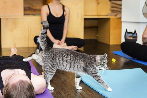 NYC’s Only Cat Cafe Unleashes Kitty Yoga Classes