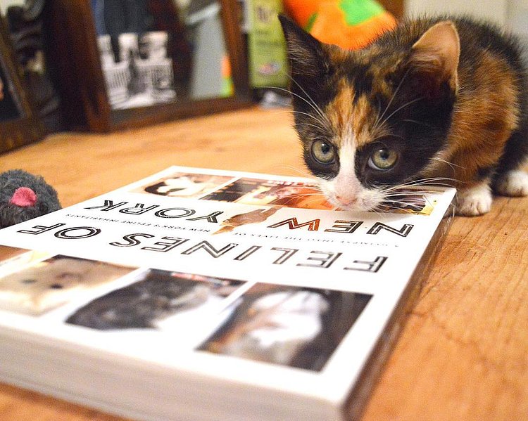 This foster kitten, Cinnamon, can’t read. But if it could, I’m sure it would truly enjoy a copy of the book “Felines of New York”. Grab a copy online for cyber Monday, or go pick one up wherever you buy books.

And thanks to all of you who’ve bought a copy already! Rate it on Amazon or Goodreads if you’re feeling generous and/or bored.
- Jim