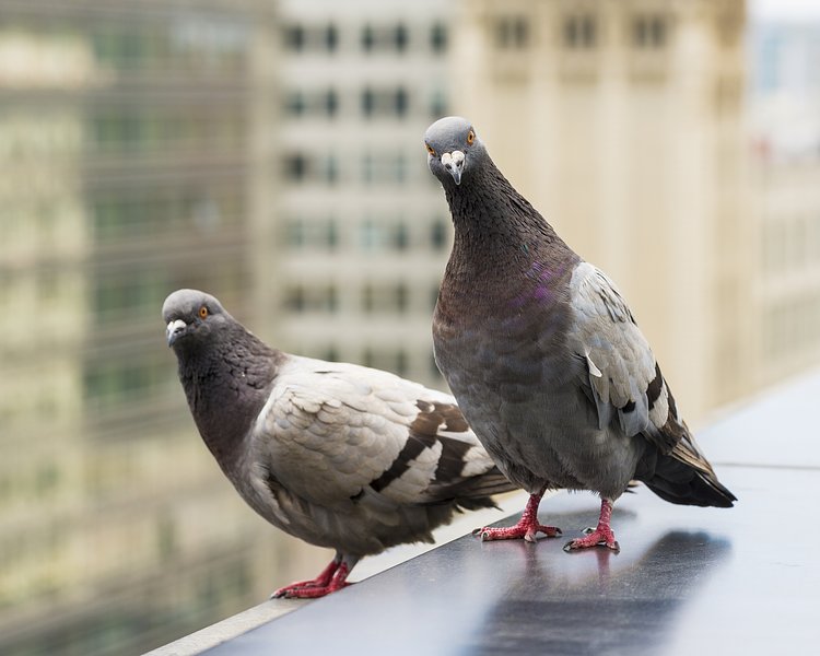 Urban Cliff Dwellers | San Francisco