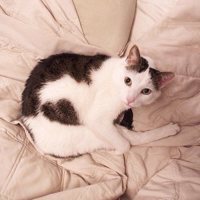 "I like to stretch, stay limber. So I don’t hurt myself when I get up to go lay somewhere else."
- Monkey, Bushwick

#felinesofnewyork #felinesofinstagram #humansofnewyork #catsofinstagram #nyc