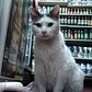Bodega Cat