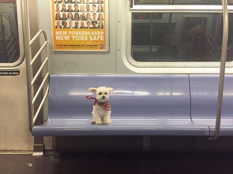 Taking the subway to doggyville