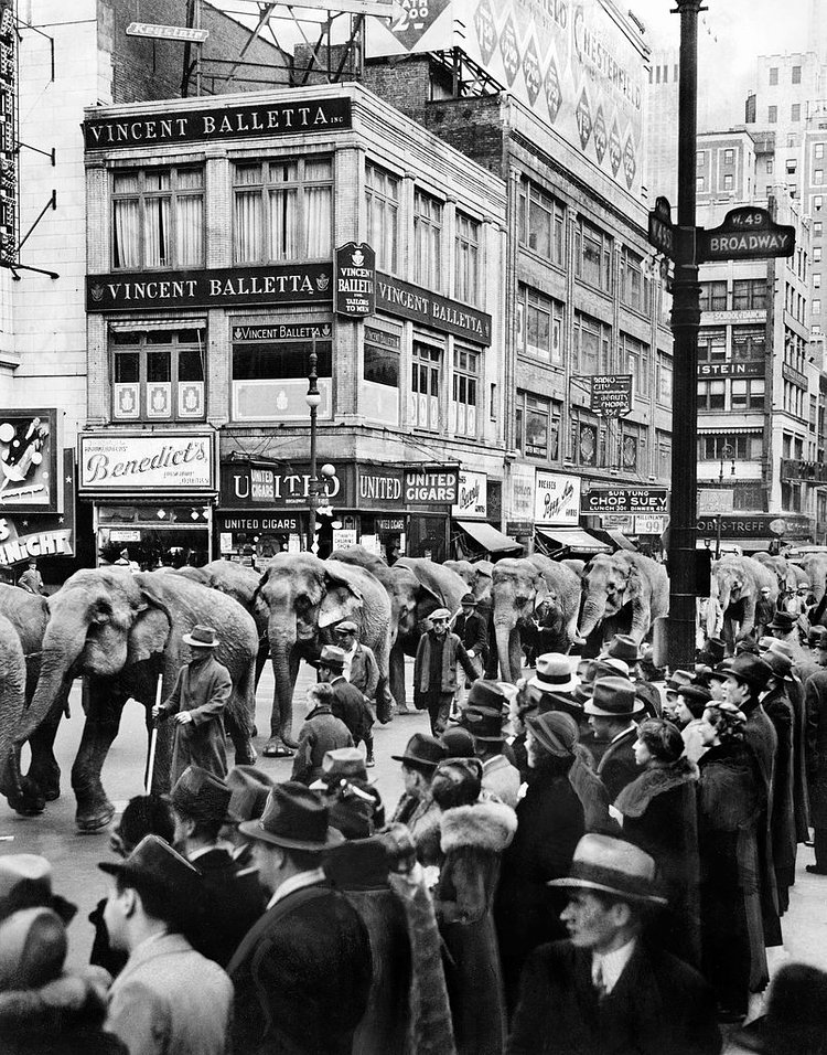 April 4, 1937: The congestion in Manhattan on this Sunday afternoon was not your typical mix of cars and trucks, but a parade of pachyderms, in town for the Ringling Brothers circus show. “The parade rumbled and clattered across the 125th Street Bridge, and from each corner children cried, ‘Hey, what’s in there?’ ” The Times reported from Uptown, where covered wagons containing the circus’s entertainments collected before the shows. “They pointed to canvas covered wagon No. 57, and it seemed a shame to yell back, ‘property,’ which would have been infinitely too prosaic, though true. So the answer was ‘lions,’ ‘tigers,’ ‘King Kong’ and ‘Mickey Mouse’ alternately, and in most cases the questioners were properly thrilled.”