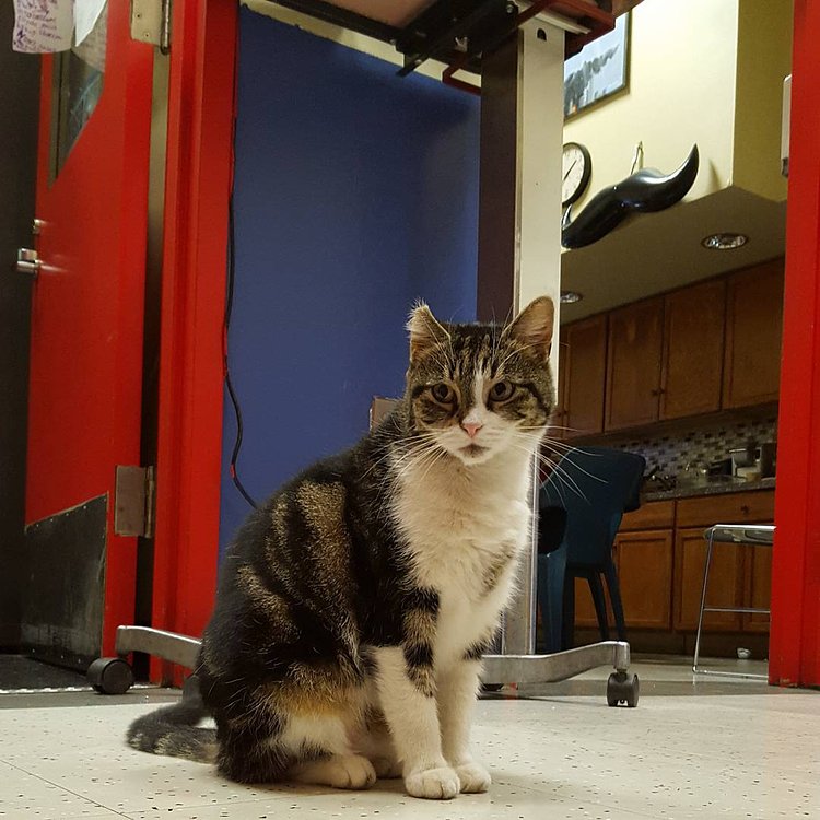 When you're photobombed by a ridiculous inflatable moustache. #whyisthishangingupeven  #inflatablemoustachewtf #butlookhowcuteiam #whoevenbuysaninflatablemoustache  #inflatablemoustache #photobombedbystrangethings #stupidmoustache #imthecutiepie #cats #catsofinstagram #stationcat #kitty #meow #workingcats #catsofnyc #brooklyncats