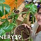 I Turned My NYC Apartment Into An Indoor Garden | 100 Things | Refinery29